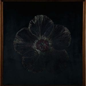 Velvet Tulipa II
