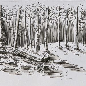 Isenthal Schutzwald 2025